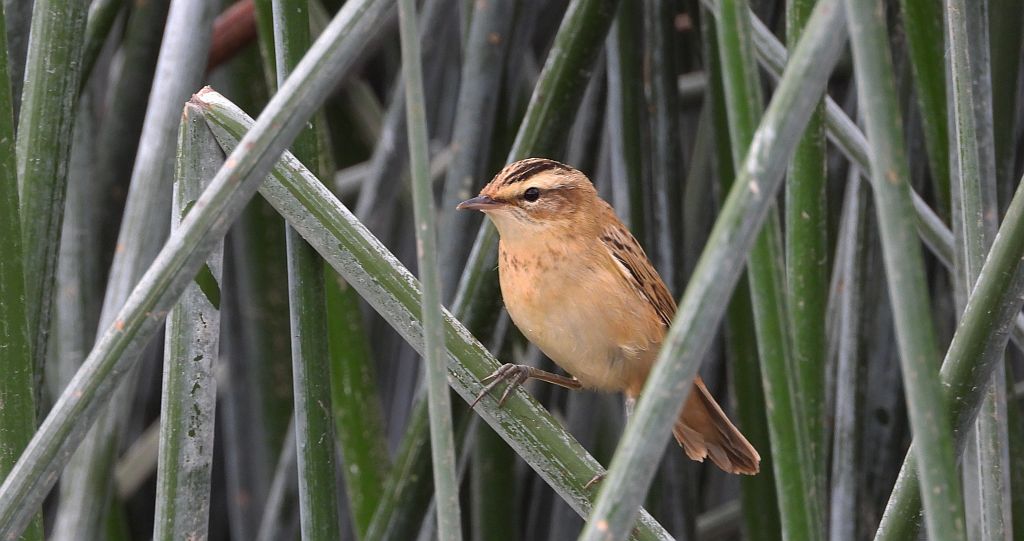 Rokitniczka (Acrocephalus schoenobaenus)