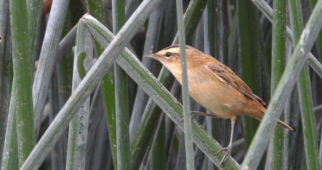 Rokitniczka (Acrocephalus schoenobaenus)