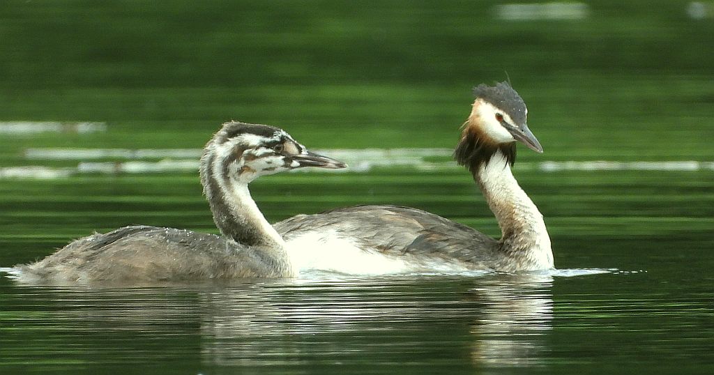 Perkoz dwuczuby (Podiceps cristatus)