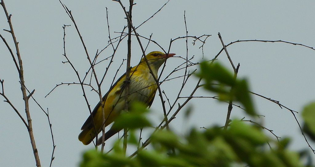 Wilga zwyczajna, wilga (Oriolus oriolus)
