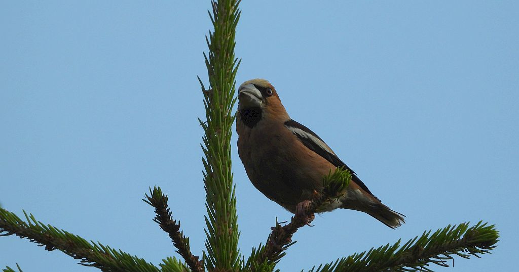 Grubodziób zwyczajny, grubodziób, pestkojad, grabołusk (Coccothraustes coccothraustes)