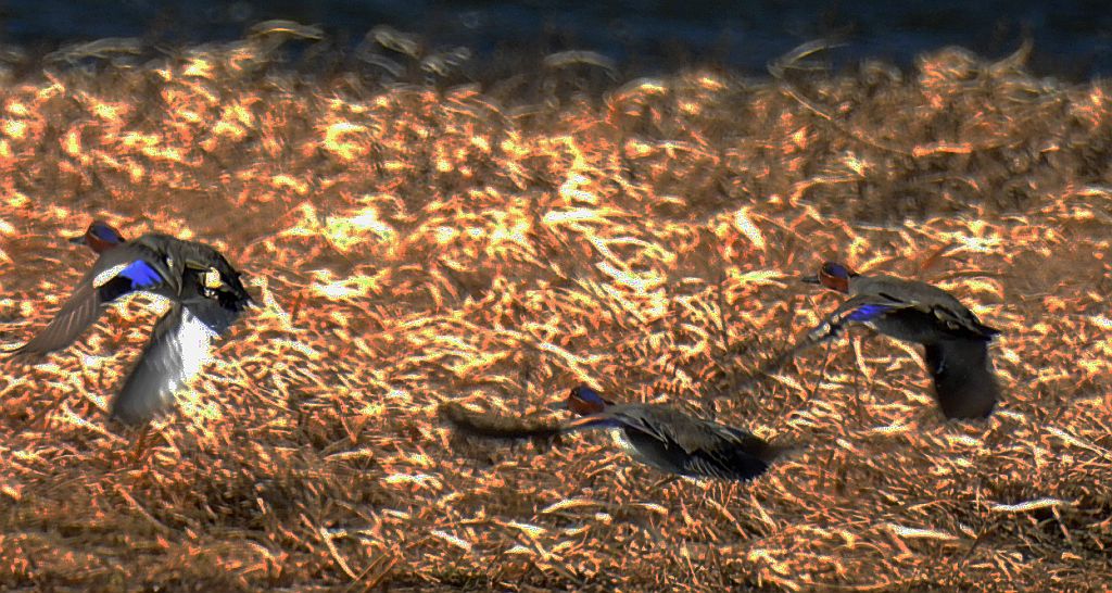 Cyraneczka zwyczajna, cyraneczka (Anas crecca)