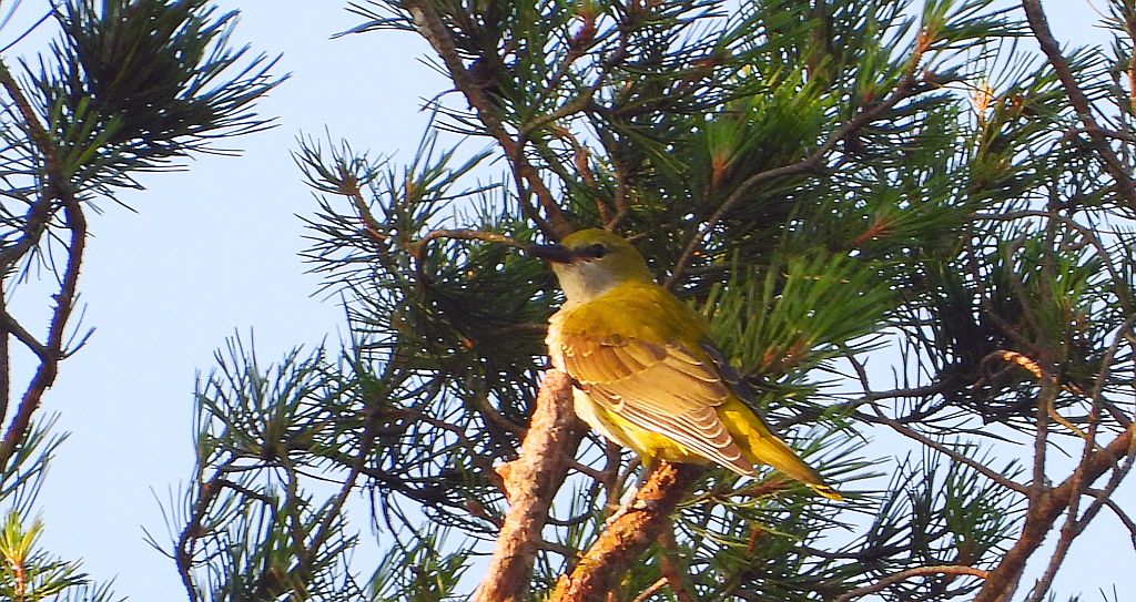 Wilga zwyczajna, wilga (Oriolus oriolus)