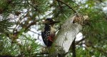 Dzięcioł duży, dzięcioł pstry większy (Dendrocopos major)