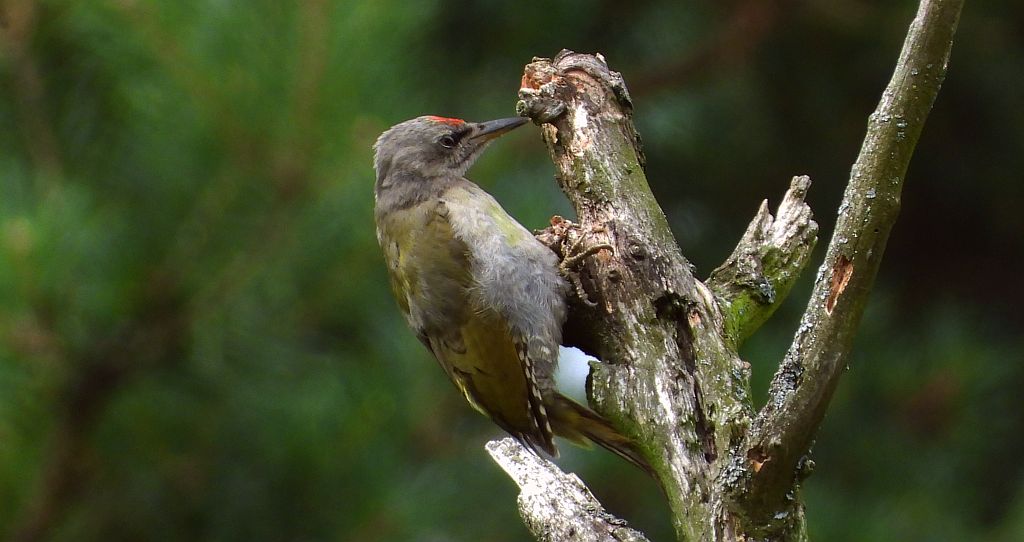 Dzięcioł zielonosiwy (Picus canus)