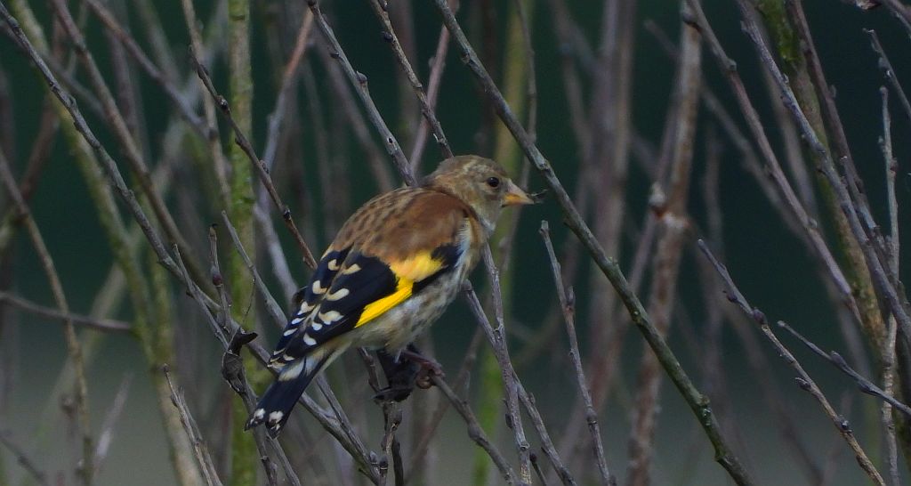 Szczygieł (Carduelis carduelis)
