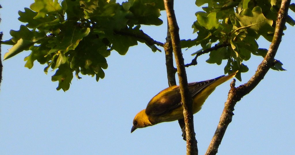 Wilga zwyczajna, wilga (Oriolus oriolus)