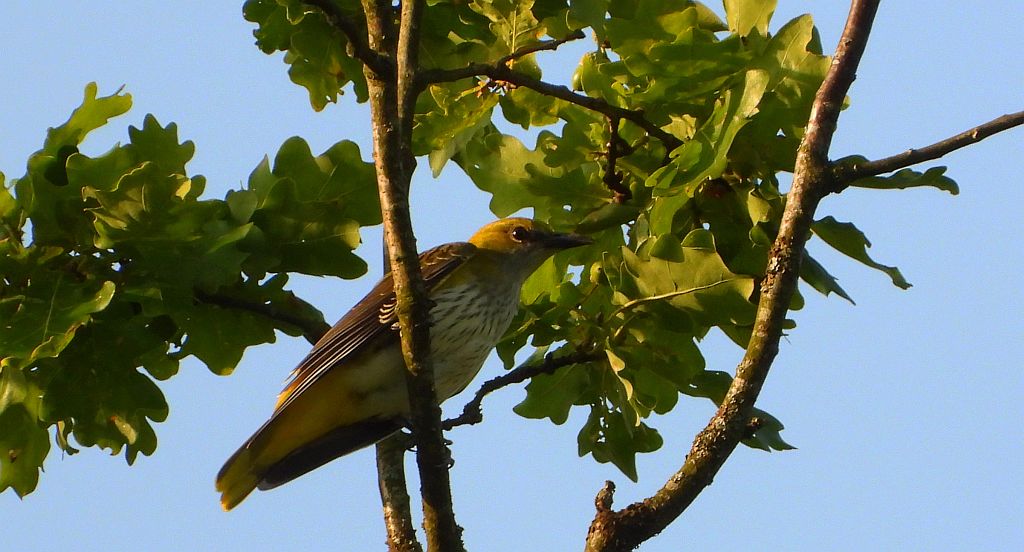 Wilga zwyczajna, wilga (Oriolus oriolus)