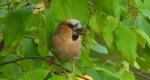 Grubodziób zwyczajny, grubodziób, pestkojad, grabołusk (Coccothraustes coccothraustes)
