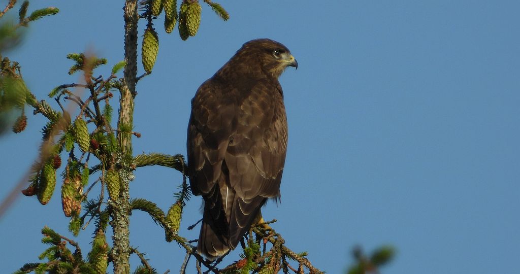 Myszołów zwyczajny, myszołów (Buteo buteo)