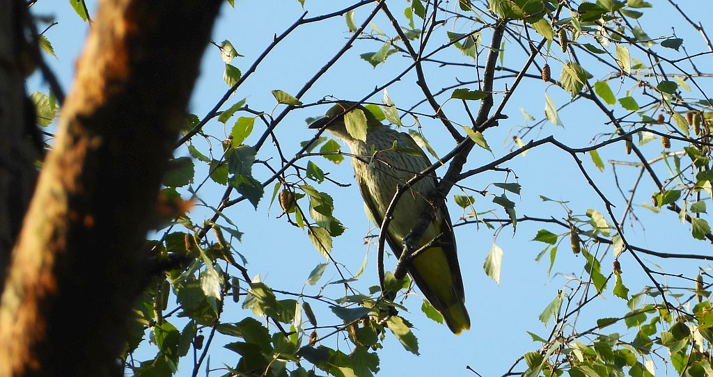 Wilga zwyczajna, wilga (Oriolus oriolus)