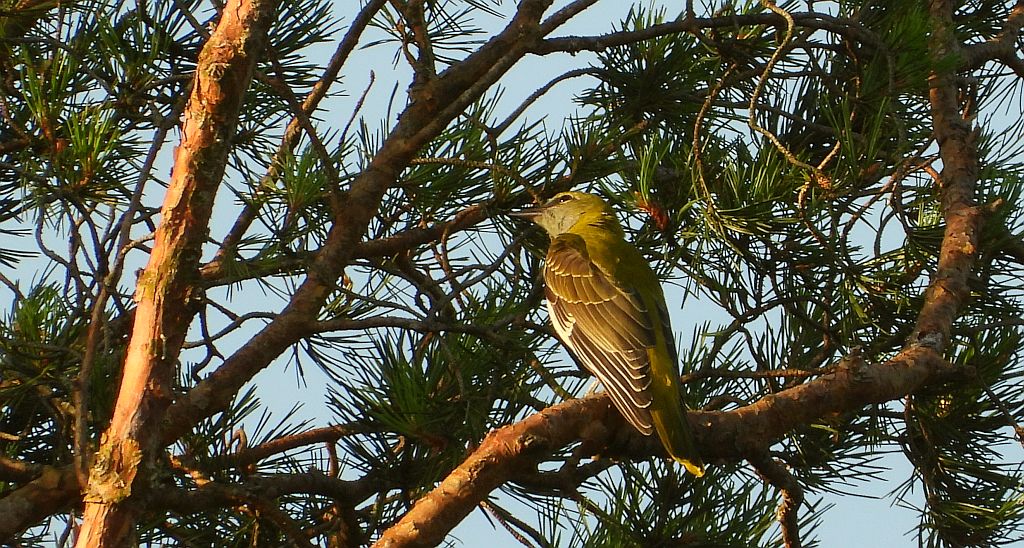 Wilga zwyczajna, wilga (Oriolus oriolus)
