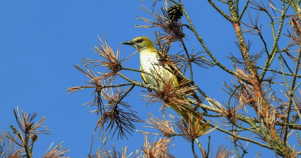 Wilga zwyczajna, wilga (Oriolus oriolus)