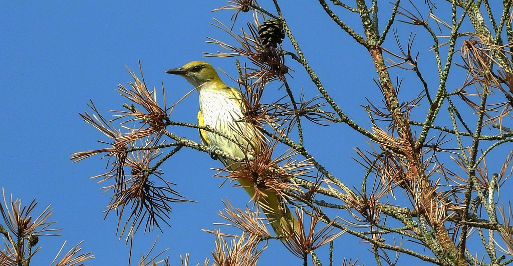 Wilga zwyczajna, wilga (Oriolus oriolus)