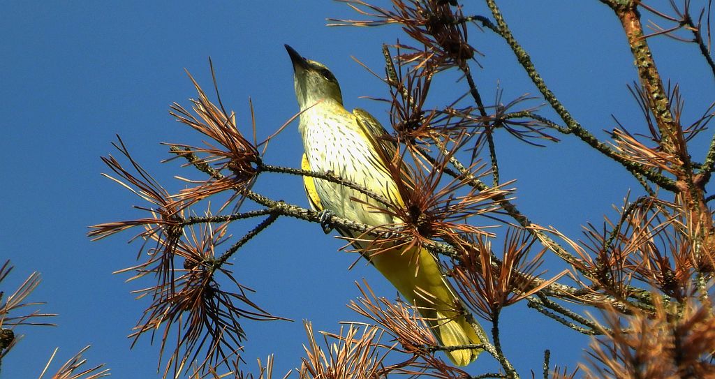 Wilga zwyczajna, wilga (Oriolus oriolus)
