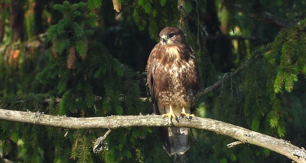 Myszołów zwyczajny, myszołów (Buteo buteo)