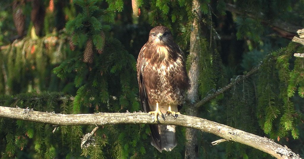Myszołów zwyczajny, myszołów (Buteo buteo)