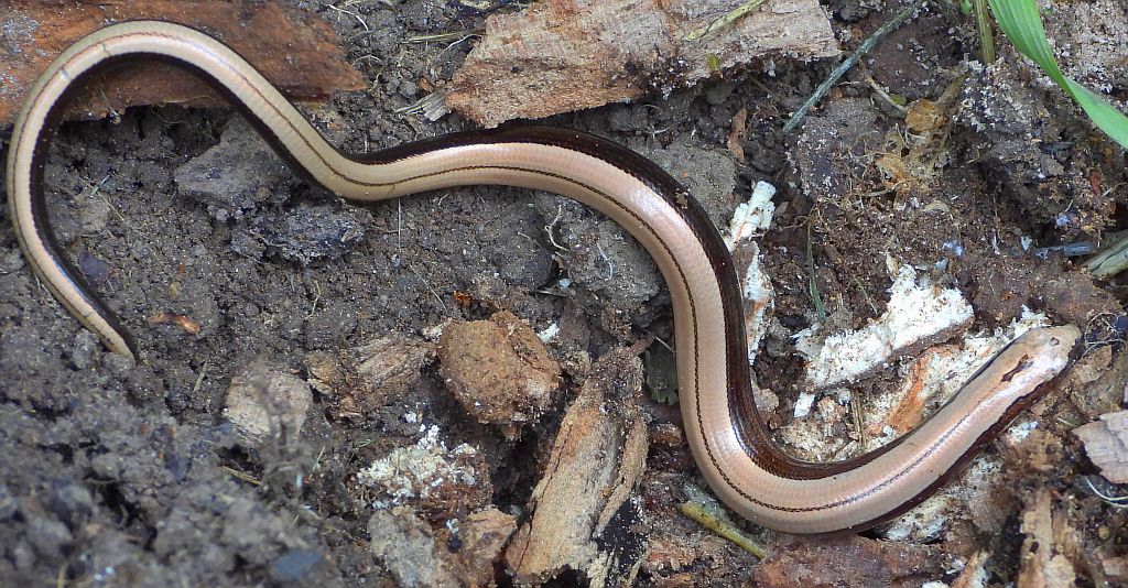 Padalec zwyczajny (Anguis fragilis)