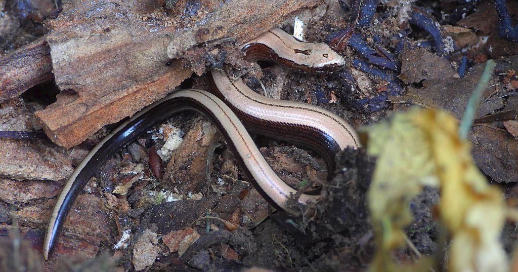 Padalec zwyczajny (Anguis fragilis)