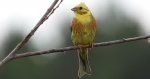 Trznadel, trznadel żółtobrzuch (Emberiza citrinella)