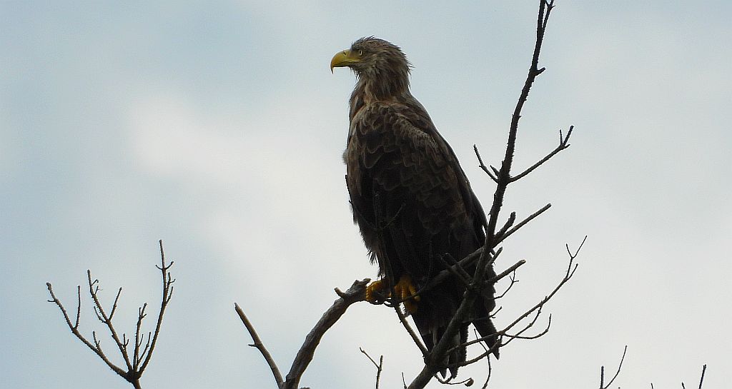Bielik zwyczajny, bielik, birkut (Haliaeetus albicilla)