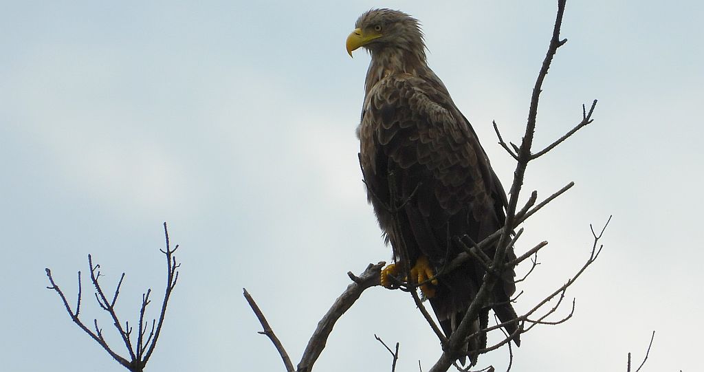 Bielik zwyczajny, bielik, birkut (Haliaeetus albicilla)