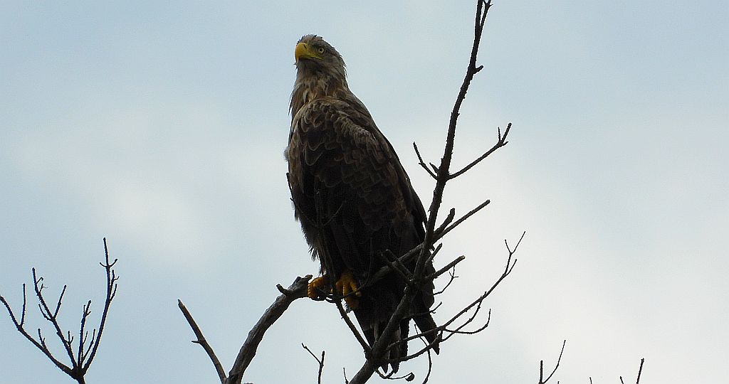 Bielik zwyczajny, bielik, birkut (Haliaeetus albicilla)