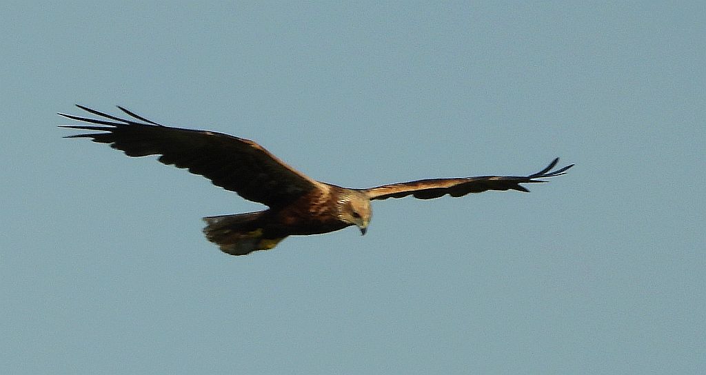 Błotniak stawowy (Circus aeruginosus)