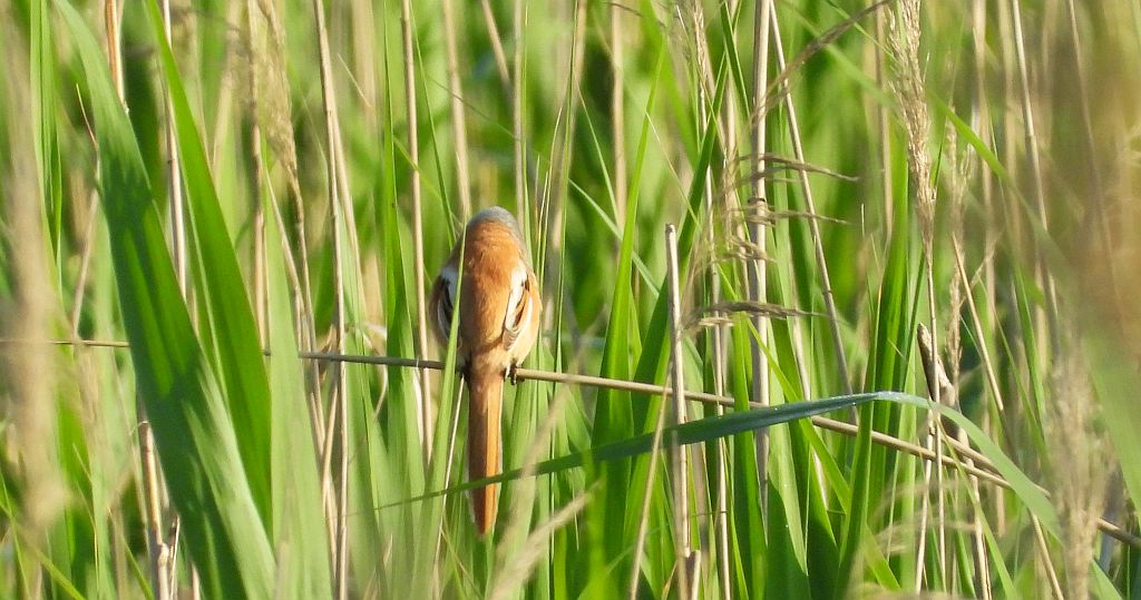 Wąsatka (Panurus biarmicus)
