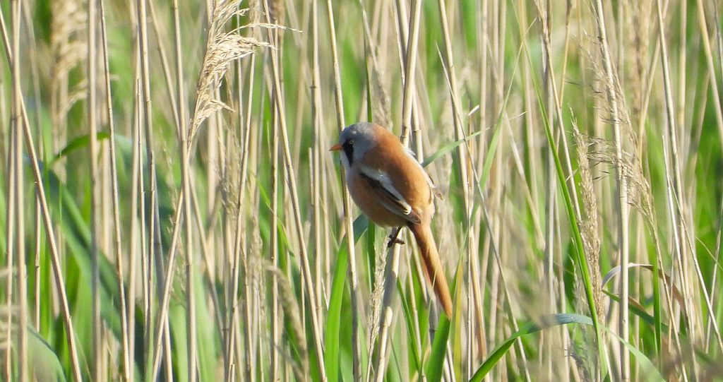 Wąsatka (Panurus biarmicus)