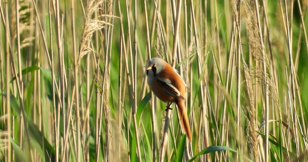 Wąsatka (Panurus biarmicus)