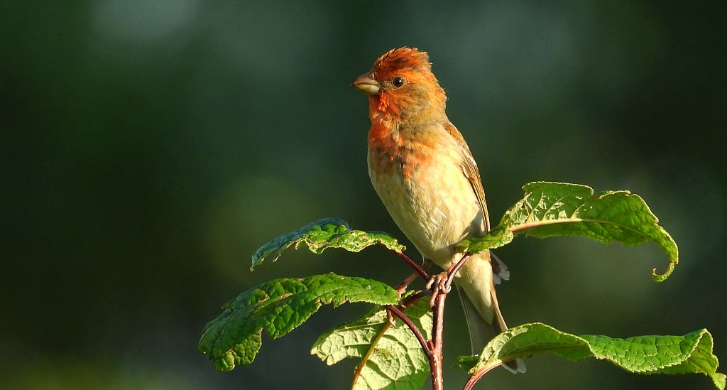 Dziwonia zwyczajna, dziwonia (Erythrina erythrinus)