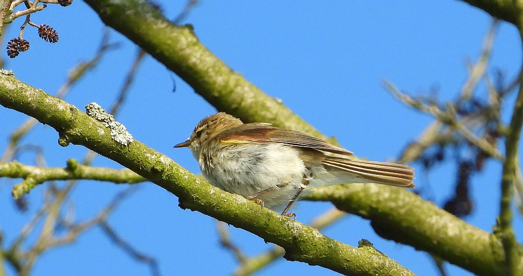Świergotek polny (Corydalla campestris)