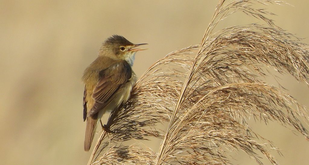 Trzcinniczek zwyczajny, trzcinniczek, trzcionka (Acrocephalus scirpaceus)