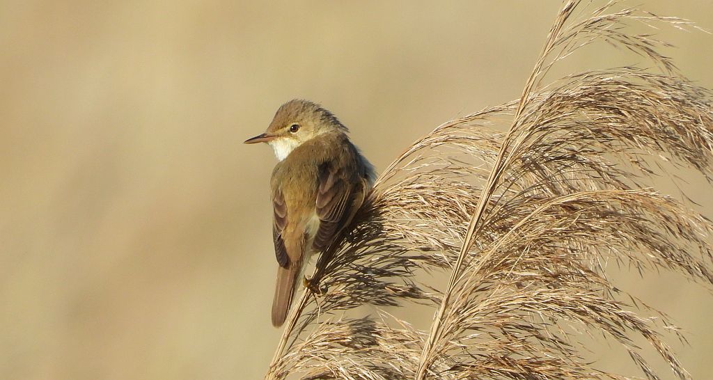 Trzcinniczek zwyczajny, trzcinniczek, trzcionka (Acrocephalus scirpaceus)