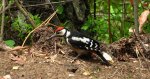 Dzięcioł duży, dzięcioł pstry większy (Dendrocopos major)