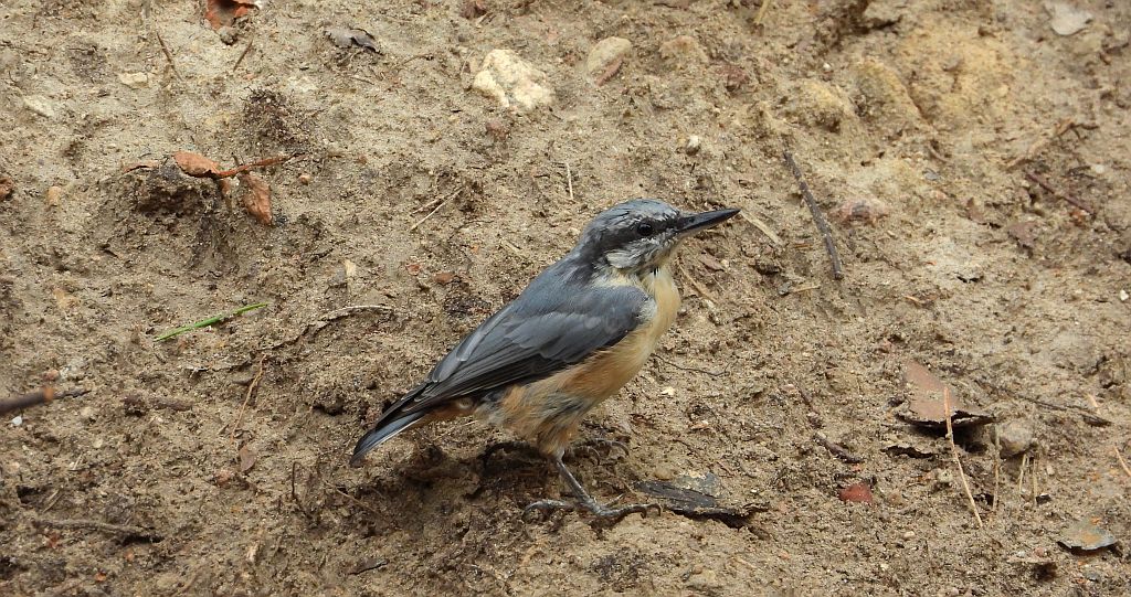 Kowalik zwyczajny, kowalik zwyczajny, bargiel (Sitta europaea)