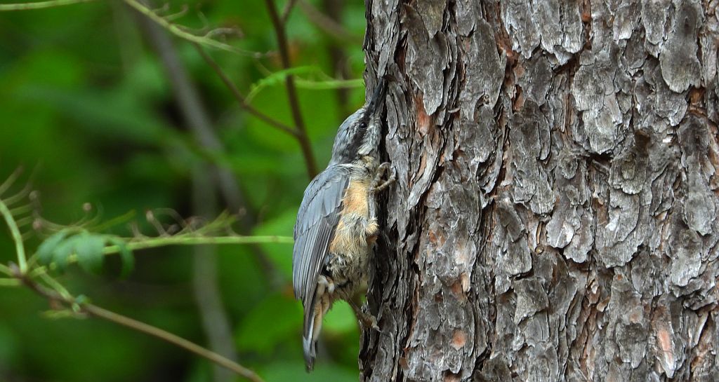 Kowalik zwyczajny, kowalik zwyczajny, bargiel (Sitta europaea)