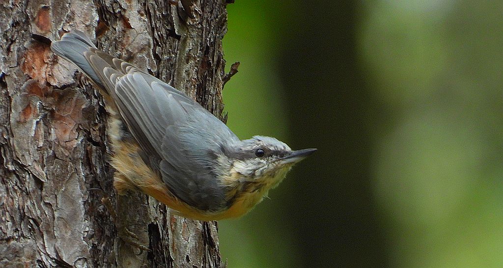 Kowalik zwyczajny, kowalik zwyczajny, bargiel (Sitta europaea)