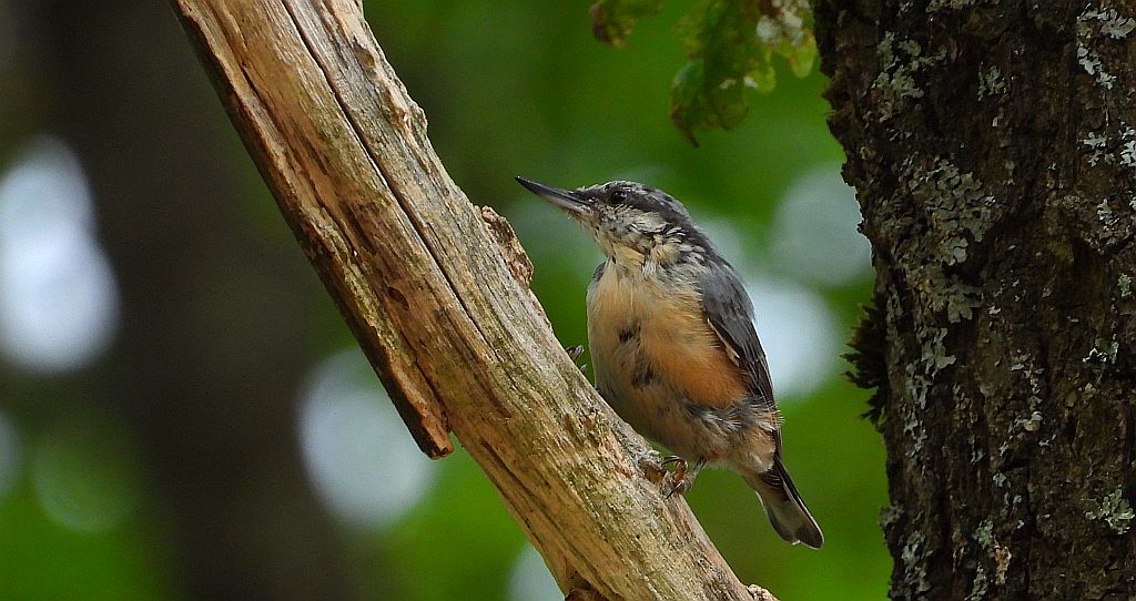 Kowalik zwyczajny, kowalik zwyczajny, bargiel (Sitta europaea)