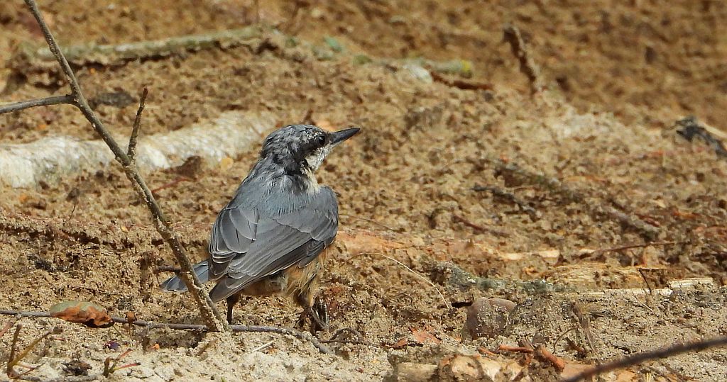 Kowalik zwyczajny, kowalik zwyczajny, bargiel (Sitta europaea)