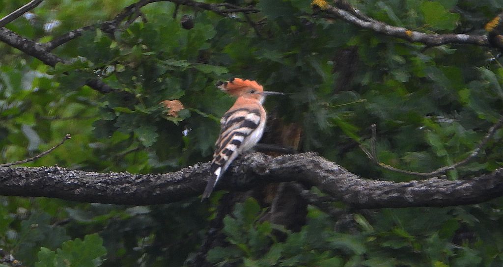 Dudek, dudek zwyczajny (Upupa epops)