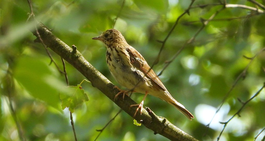 Świergotek drzewny (Anthus trivialis)
