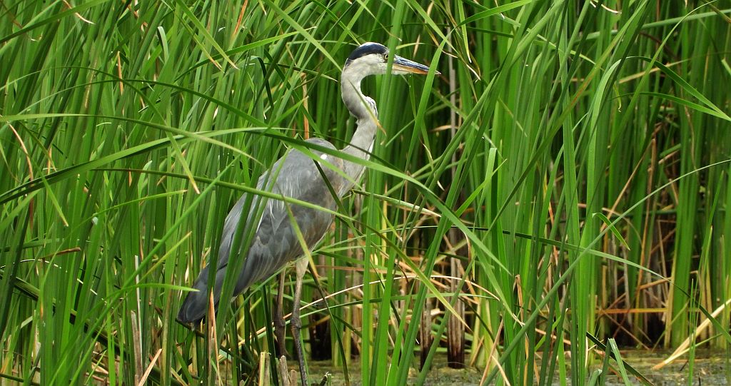 Czapla siwa (Ardea cinerea)