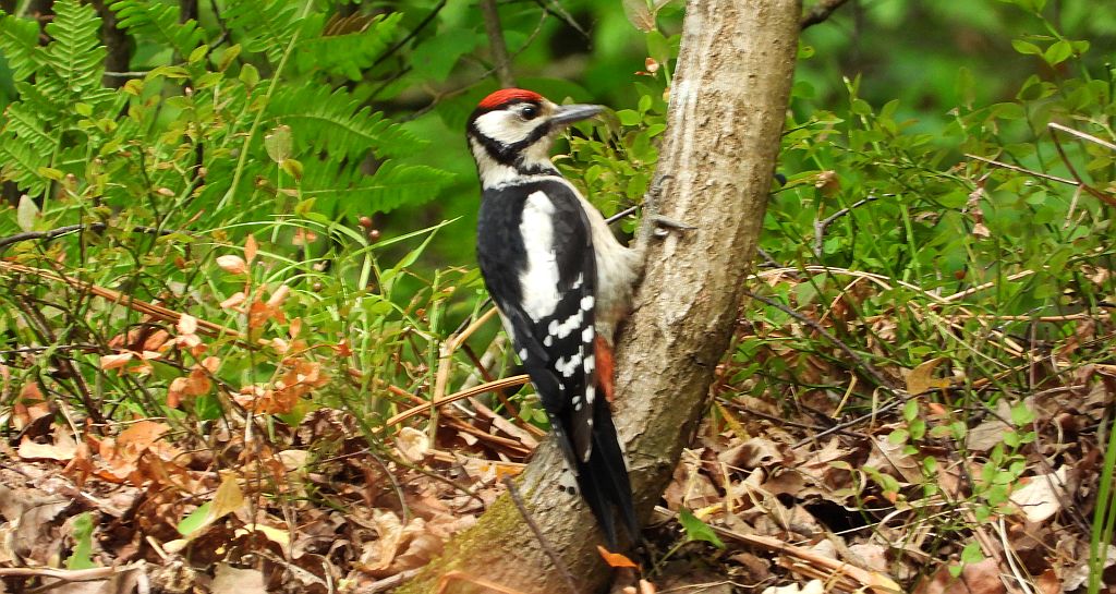 Dzięcioł duży, dzięcioł pstry większy (Dendrocopos major)