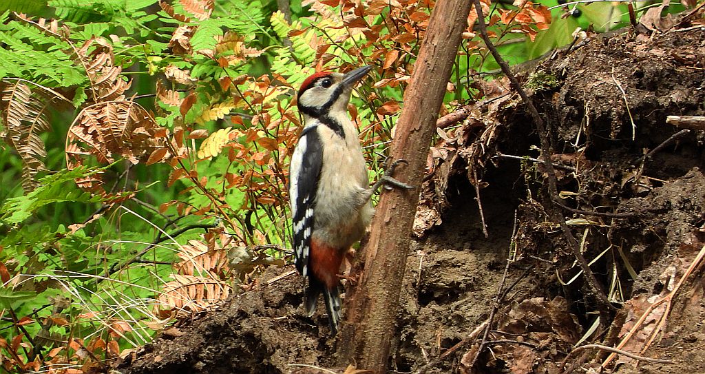 Dzięcioł duży, dzięcioł pstry większy (Dendrocopos major)
