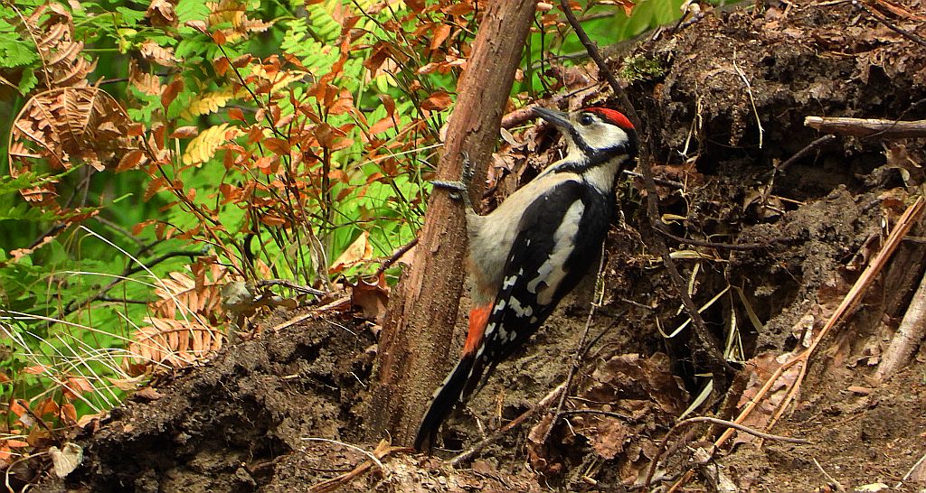 Dzięcioł duży, dzięcioł pstry większy (Dendrocopos major)