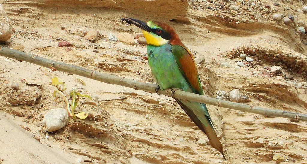 Żołna zwyczajna, żołna pospolita, żołna pszczołojad (Merops apiaster)