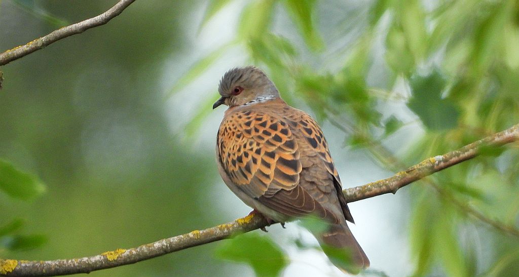 Turkawka zwyczajna, turkawka (Streptopelia turtur)