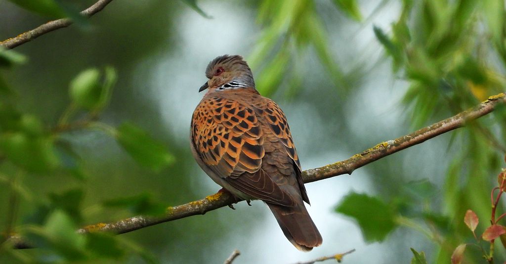 Turkawka zwyczajna, turkawka (Streptopelia turtur)